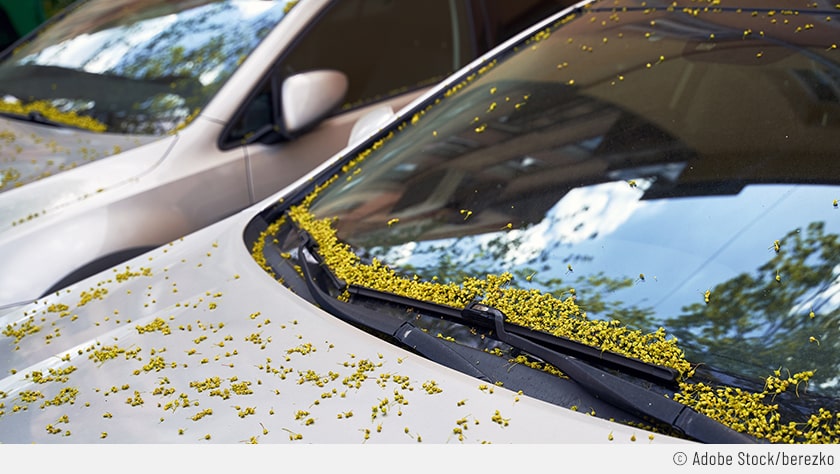 Der Fokus liegt auf der Motorhaube und der Frontscheibe eines silberfarbenen Autos. Dort haben sich sehr viele gelbe Pollenblüten angesammelt. Es ist definitiv Frühling.