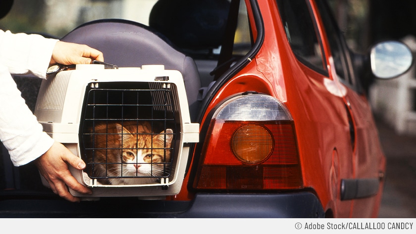Die Katze sitzt bereits in der weißen Transportbox und schaut skeptisch aus dem Gitterfenster, während sie in den Kofferraum eines roten Kleinwagens gepackt wird.