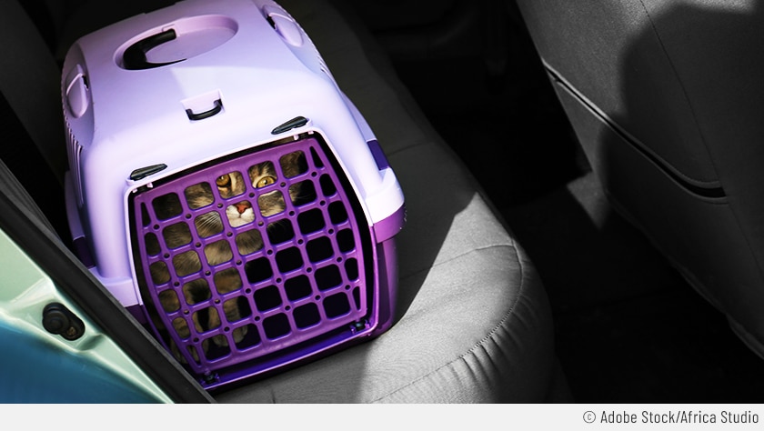 Eine Katze sitzt erwartungsvoll auf der Rücksitzbank. Sie sitzt in einer lilafarbenen Transportbox mit Gitter und wartet auf den anstehenden Katzentransport.