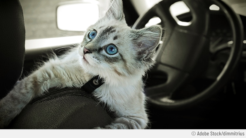 Eine Katze sitzt frei auf dem Fahrersitz und schaut mit grossen blauen Augen in Richtung Rücksitzbank. Sie hat die Krallen draussen und könnte die Sitze zerkratzen.