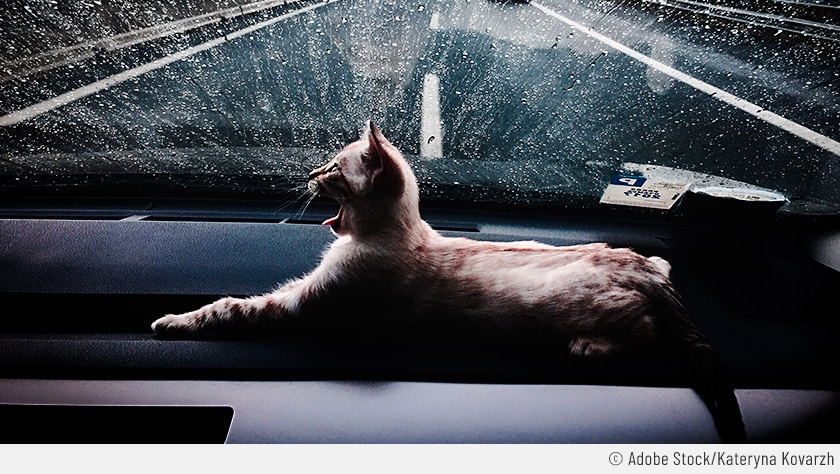 Eine Katze liegt auf der Mittelkonsole eines auf der Autobahn schnell fahrenden Autos. Die Perspektive erfolgt aus dem Fahrzeuginnenraum mit Fokus auf die Katze die sichtlich erschrocken ist.