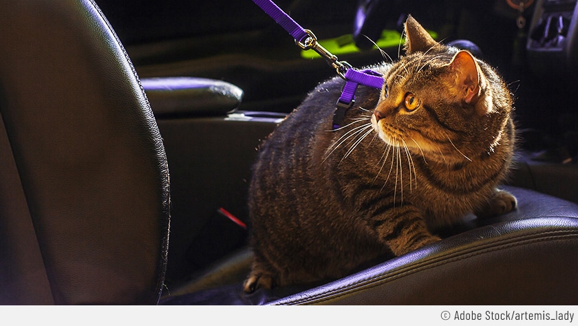 Eine Katze sitzt auf dem Beifahrersitz und schaut nach hinten. Sie trägt ein lilafarbenes Katzengeschirr und soll damit im Auto angeschnallt transportiert werden.